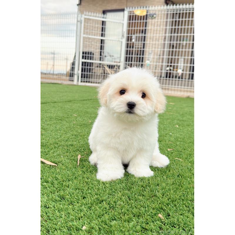 販売中の埼玉県のミックス犬-433888の3枚目