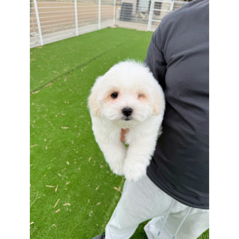 販売中の埼玉県のミックス犬-433888の2枚目