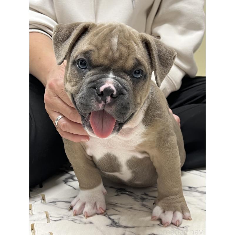 販売中の大阪府のアメリカンブリー-426675の6枚目