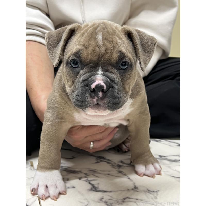 販売中の大阪府のアメリカンブリー-426675の4枚目