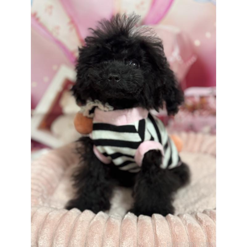 販売中の埼玉県のティーカッププードル-401319の7枚目