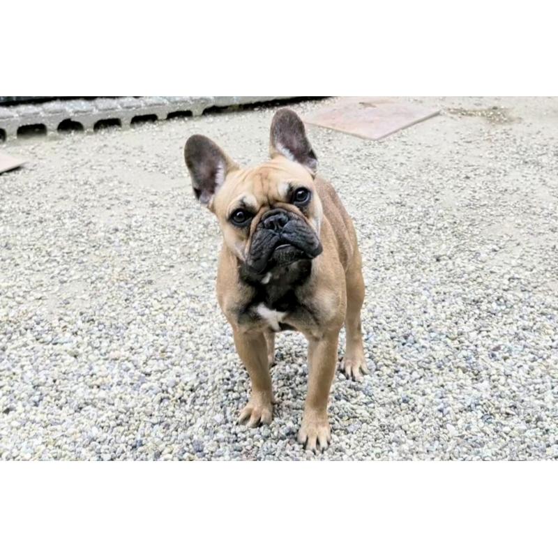 販売中の愛知県のフレンチブルドッグ-433895の1枚目