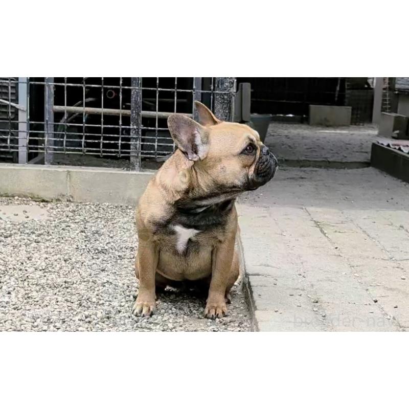 販売中の愛知県のフレンチブルドッグ-433895の5枚目