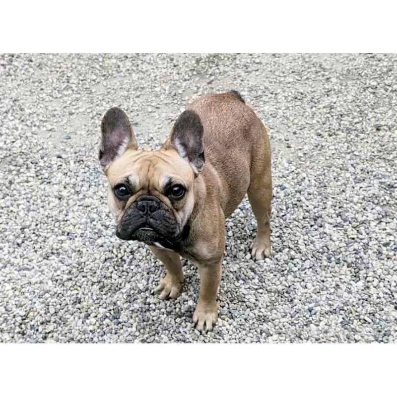 販売中の愛知県のフレンチブルドッグ-433895の4枚目