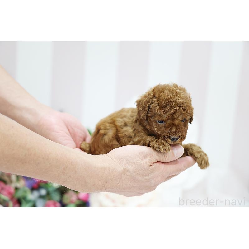 成約済の京都府のトイプードル-430559の13枚目