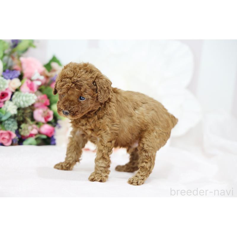 成約済の京都府のトイプードル-430559の11枚目