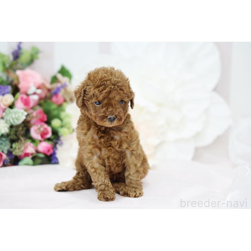 成約済の京都府のトイプードル-430559の10枚目