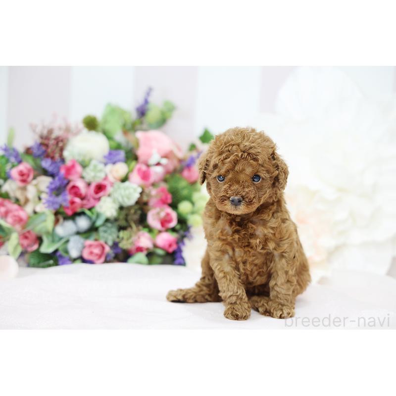 成約済の京都府のトイプードル-430559の9枚目