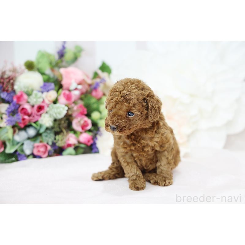 成約済の京都府のトイプードル-430559の8枚目