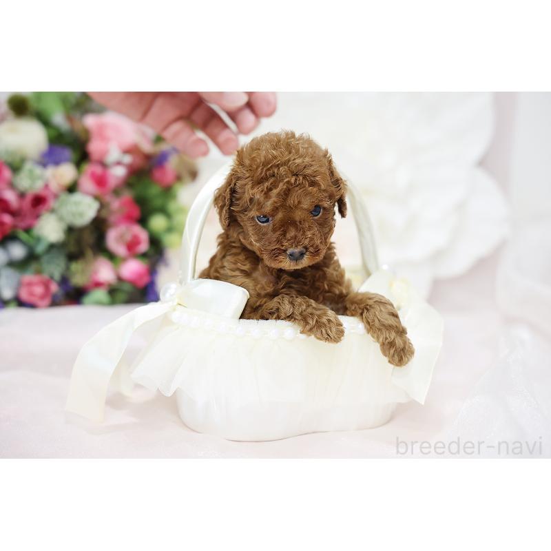 成約済の京都府のトイプードル-430559の7枚目