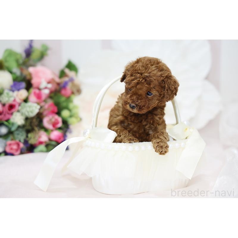 成約済の京都府のトイプードル-430559の6枚目