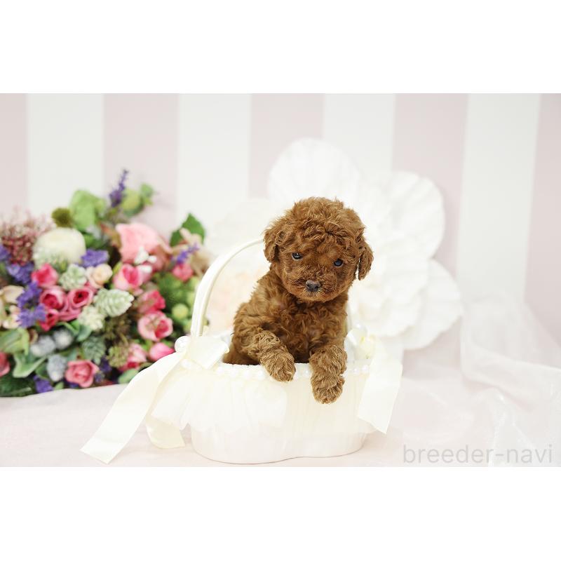 成約済の京都府のトイプードル-430559の4枚目