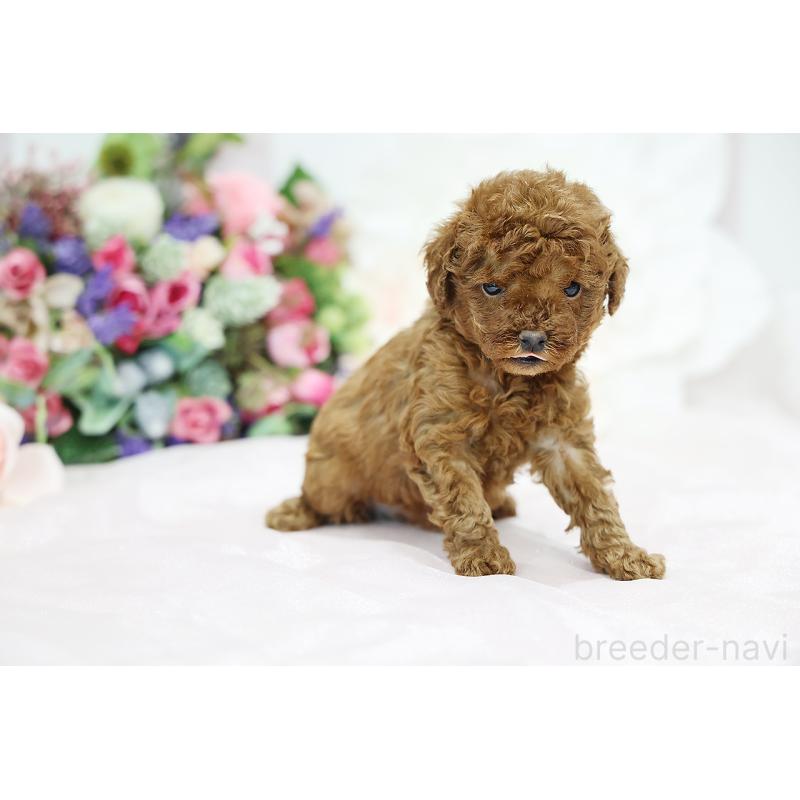 成約済の京都府のトイプードル-430559の3枚目