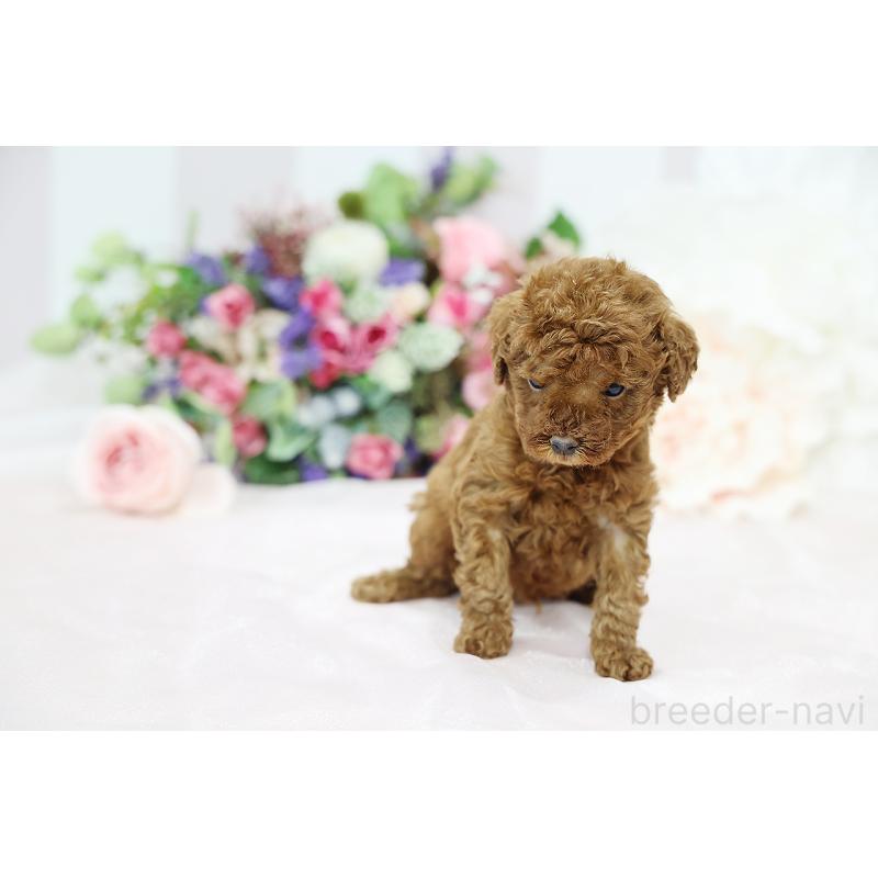 成約済の京都府のトイプードル-430559の2枚目