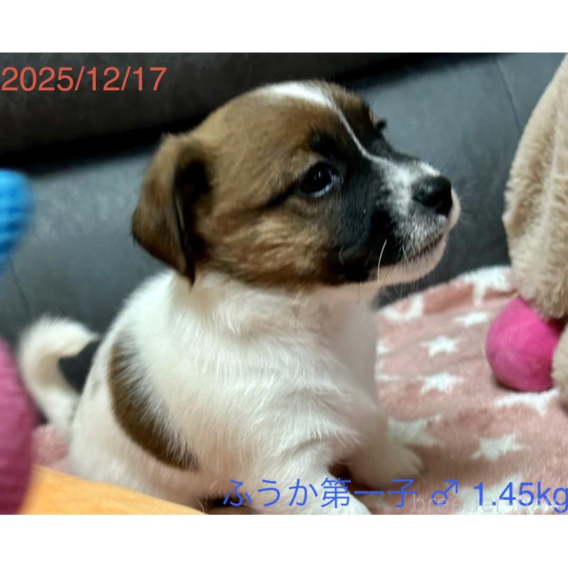 販売中の岡山県のジャックラッセルテリア-433892の3枚目