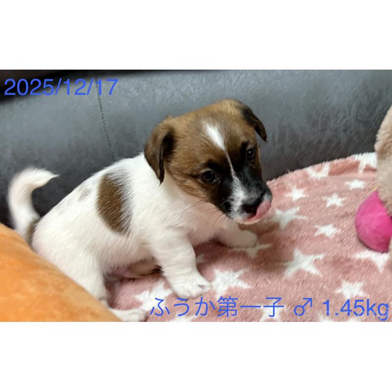 販売中の岡山県のジャックラッセルテリア-433892の2枚目