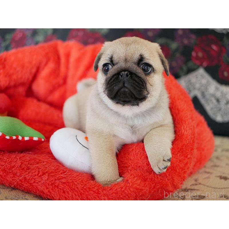 成約済の鹿児島県のパグ-423895の5枚目