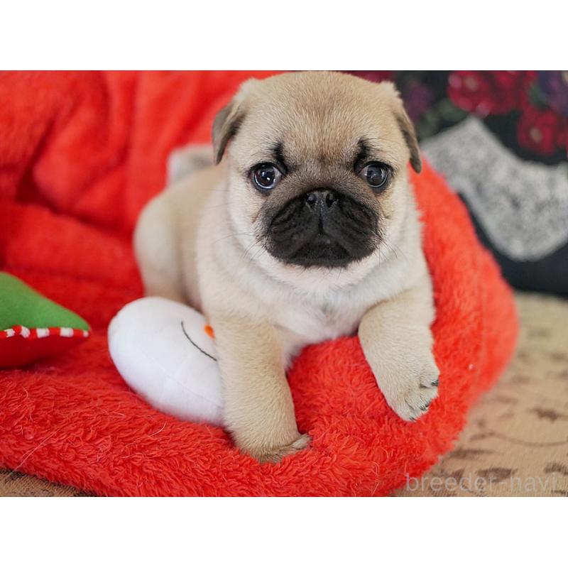 成約済の鹿児島県のパグ-423895の4枚目