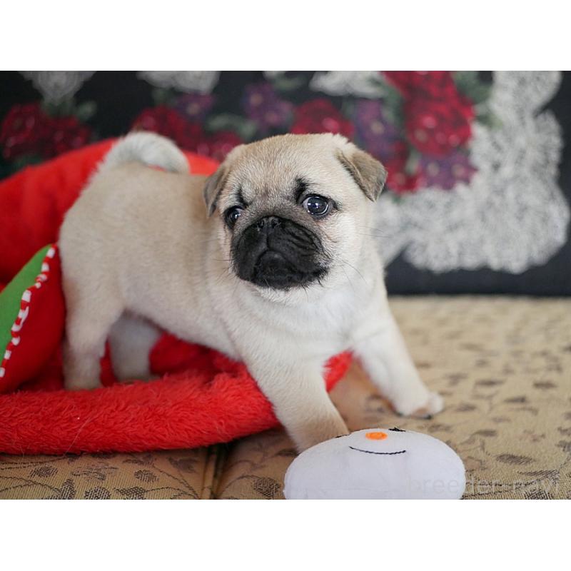 成約済の鹿児島県のパグ-423895の3枚目