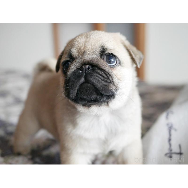 成約済の鹿児島県のパグ-423895の2枚目