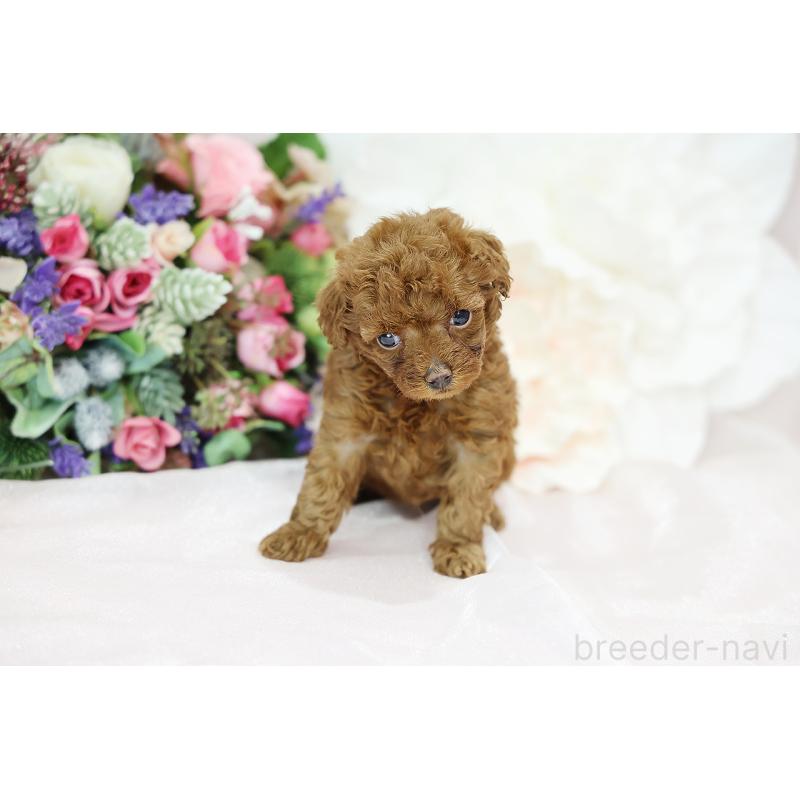 成約済の京都府のトイプードル-430560の12枚目