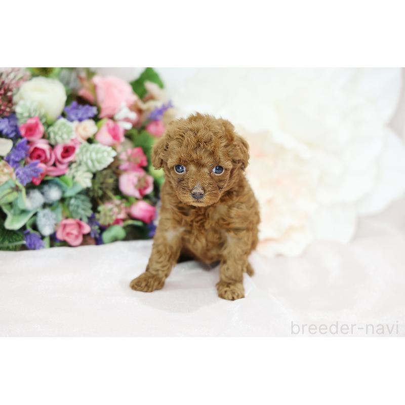 成約済の京都府のトイプードル-430560の11枚目