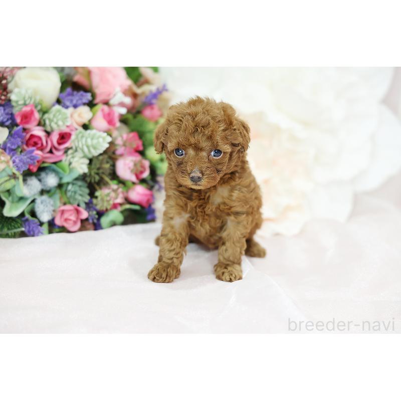 成約済の京都府のトイプードル-430560の10枚目