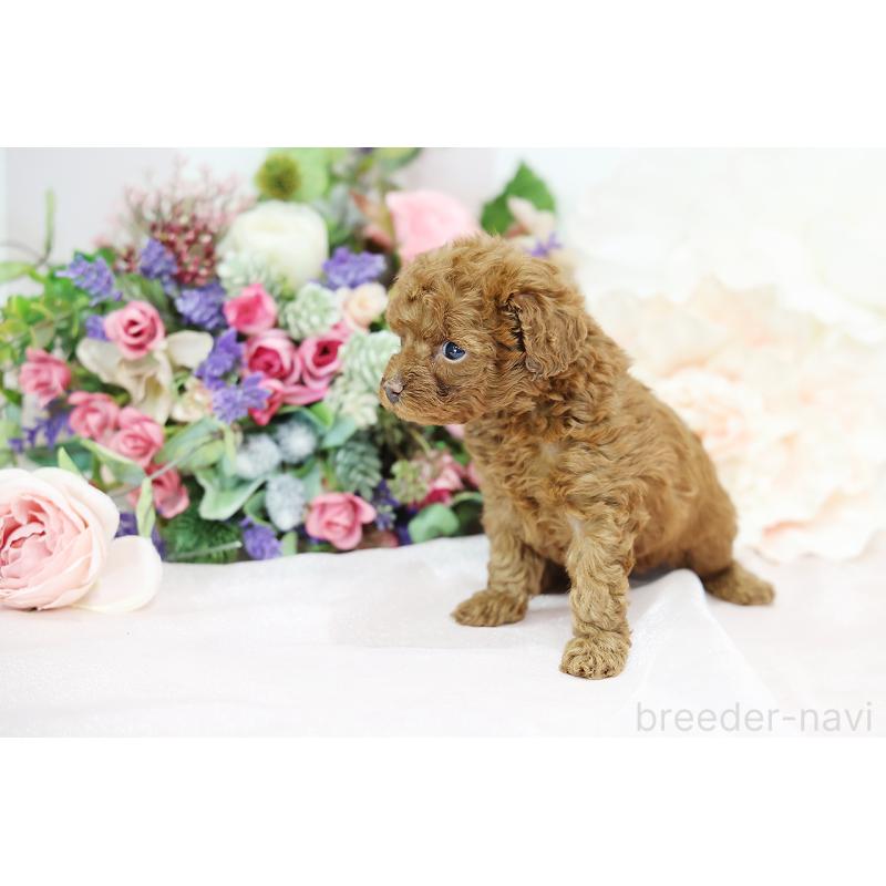 成約済の京都府のトイプードル-430560の9枚目