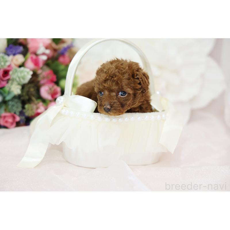 成約済の京都府のトイプードル-430560の8枚目