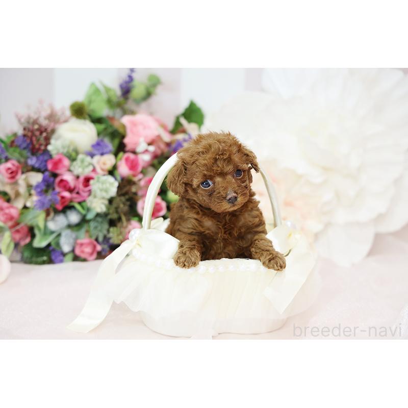 成約済の京都府のトイプードル-430560の7枚目