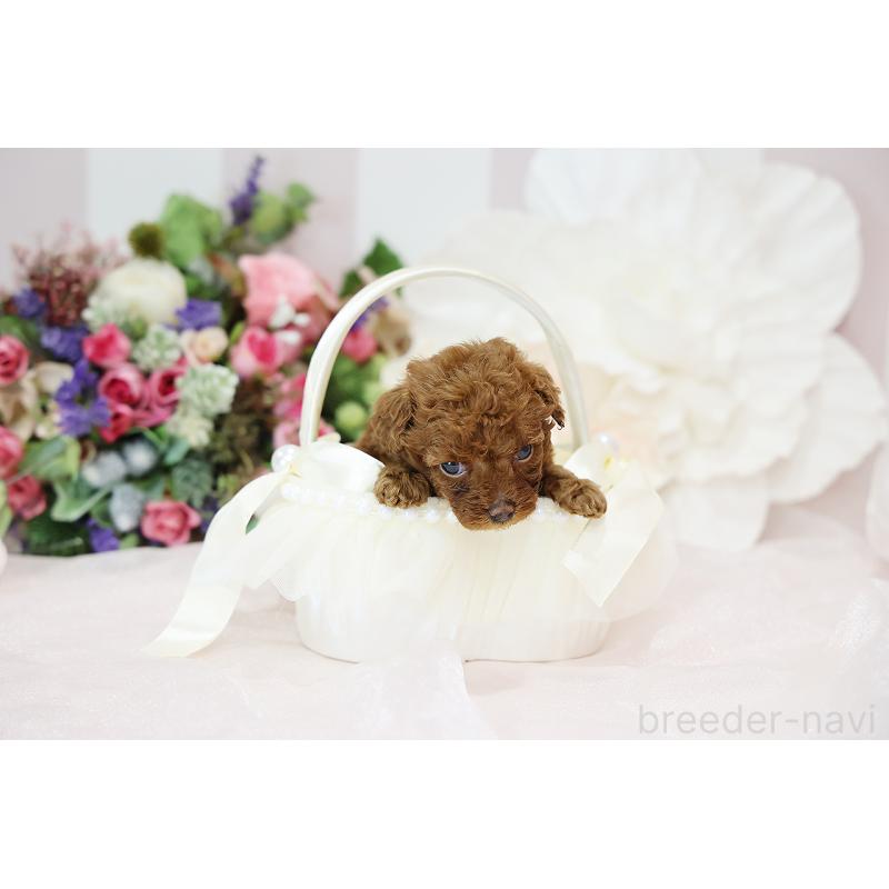 成約済の京都府のトイプードル-430560の6枚目