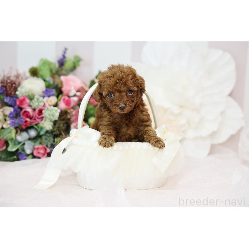 成約済の京都府のトイプードル-430560の5枚目