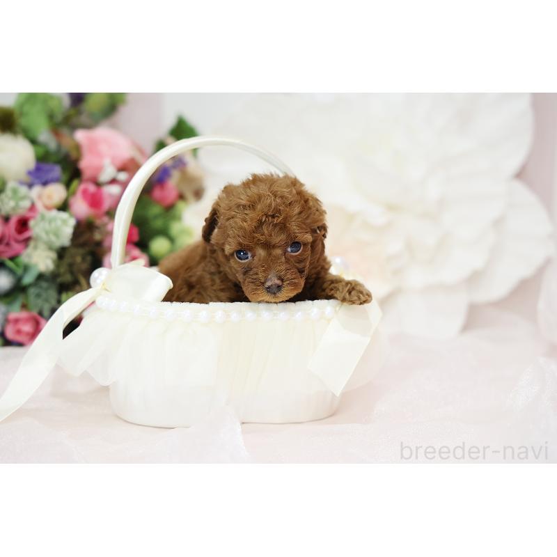 成約済の京都府のトイプードル-430560の3枚目