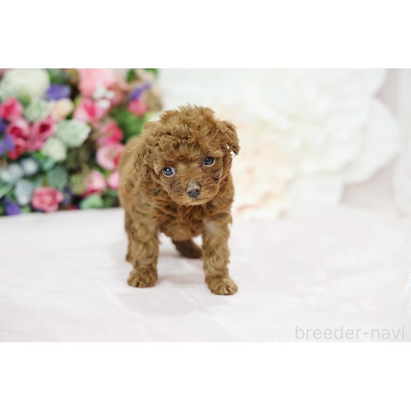 成約済の京都府のトイプードル-430560の4枚目