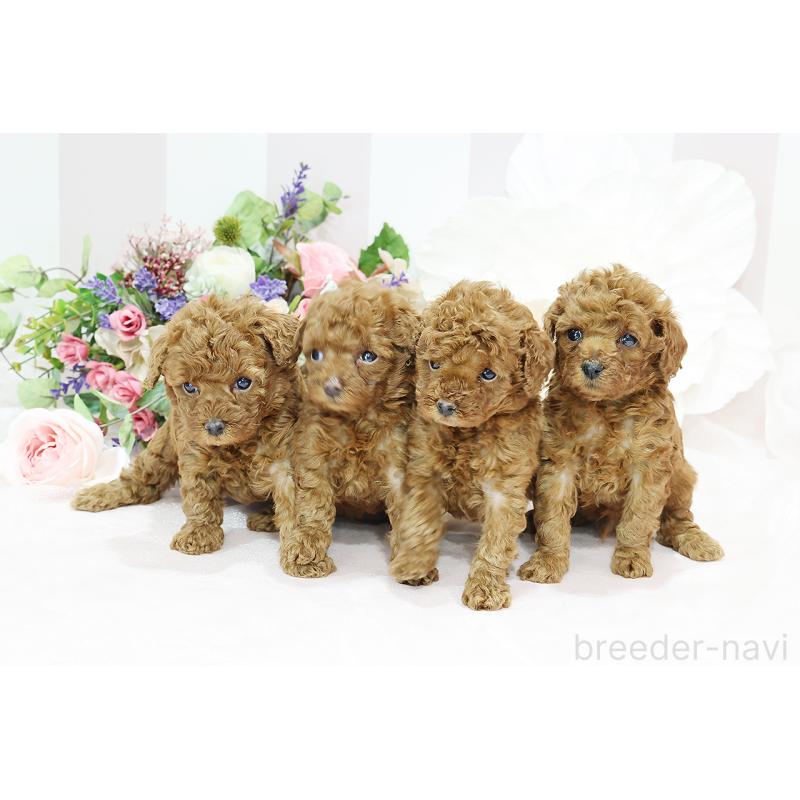 成約済の京都府のトイプードル-430560の2枚目