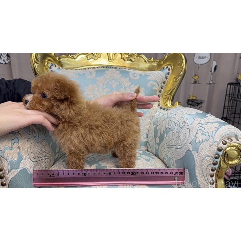 販売中の新潟県のティーカッププードル-433893の9枚目