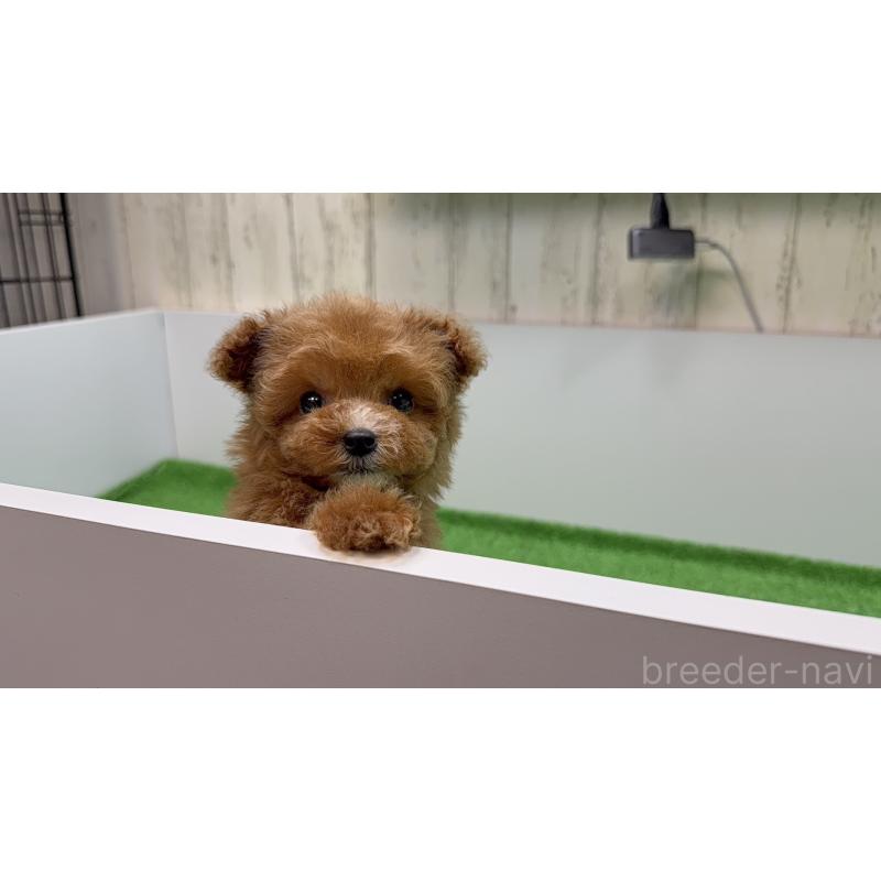 販売中の新潟県のティーカッププードル-433893の8枚目