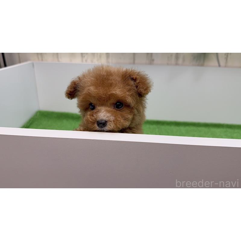 販売中の新潟県のティーカッププードル-433893の7枚目