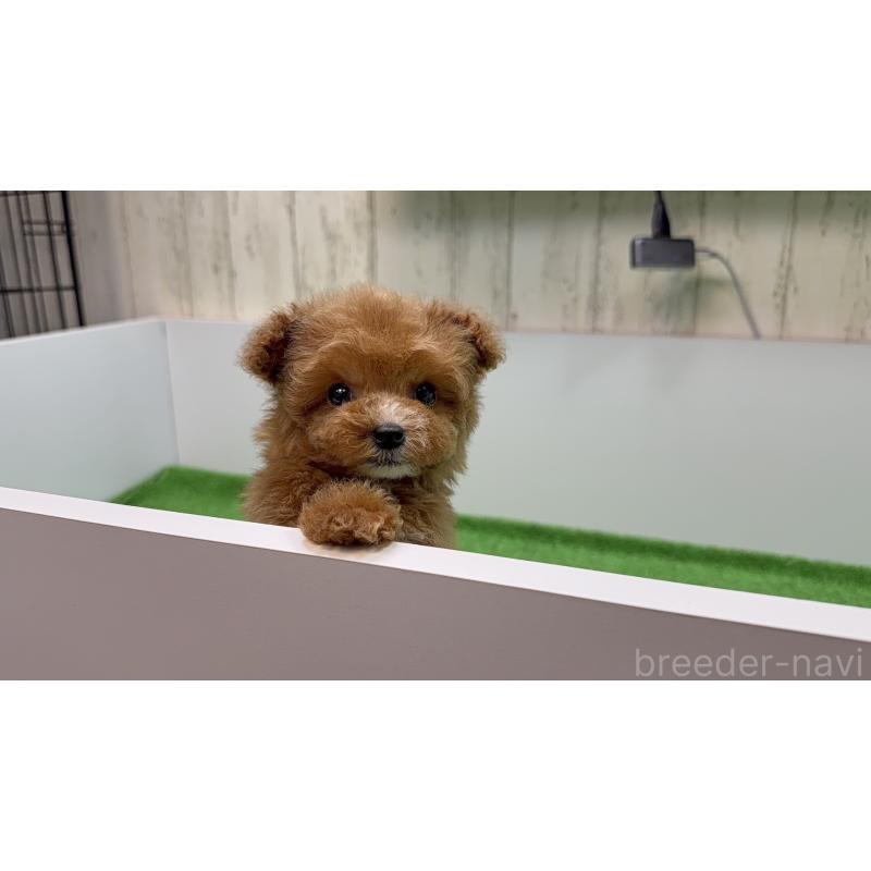 販売中の新潟県のティーカッププードル-433893の6枚目