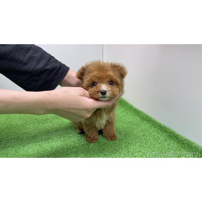 販売中の新潟県のティーカッププードル-433893の5枚目