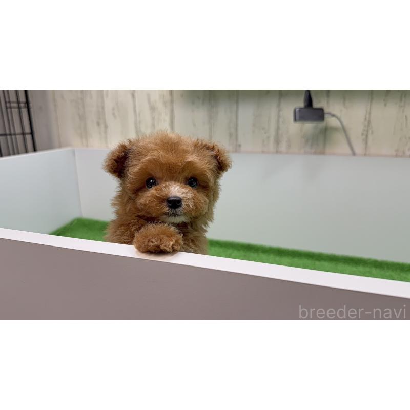 販売中の新潟県のティーカッププードル-433893の4枚目