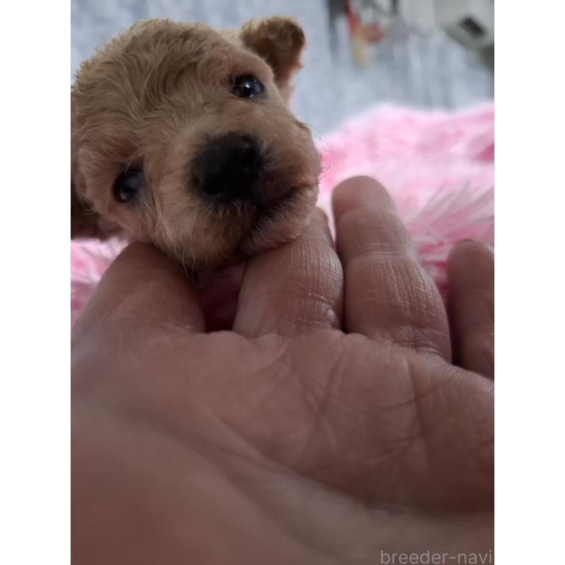 商談中の群馬県のビションプー:ビションフリーゼ×トイプードル-432987の5枚目