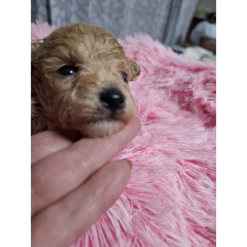 商談中の群馬県のビションプー:ビションフリーゼ×トイプードル-432987の4枚目