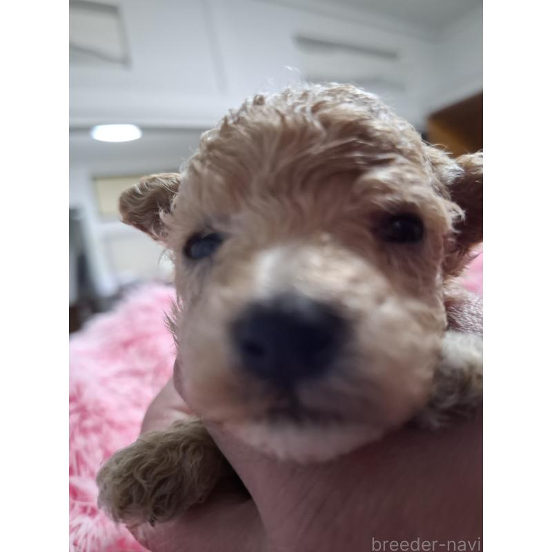 商談中の群馬県のビションプー:ビションフリーゼ×トイプードル-432987の3枚目