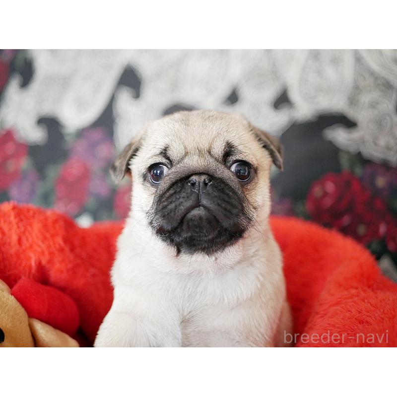 販売中の鹿児島県のパグ-423894の28枚目