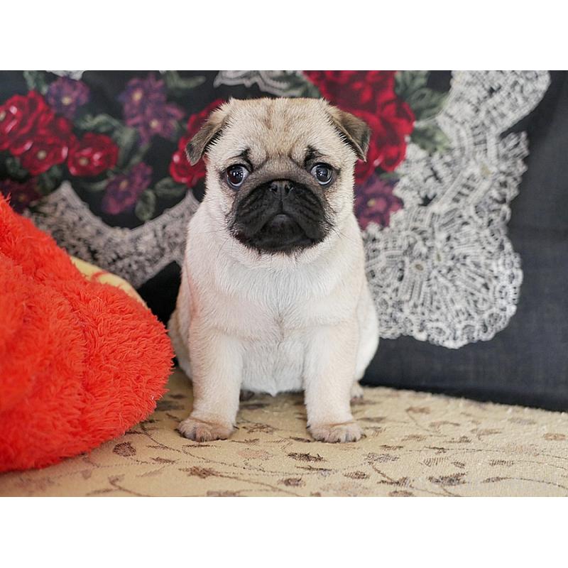 販売中の鹿児島県のパグ-423894の27枚目