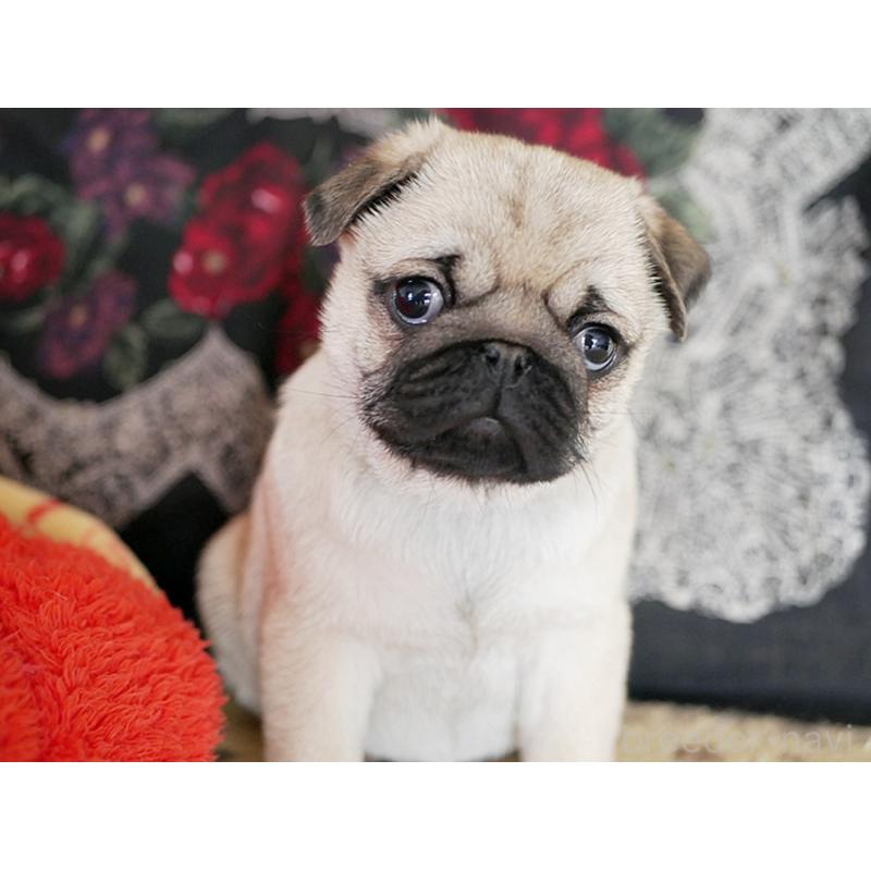 販売中の鹿児島県のパグ-423894の26枚目