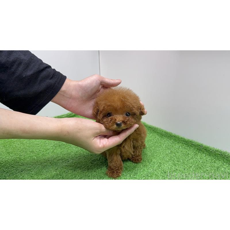 販売中の新潟県のティーカッププードル-433894の6枚目