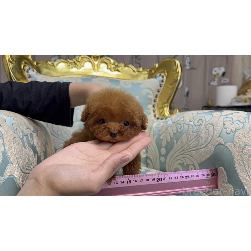 販売中の新潟県のティーカッププードル-433894の4枚目