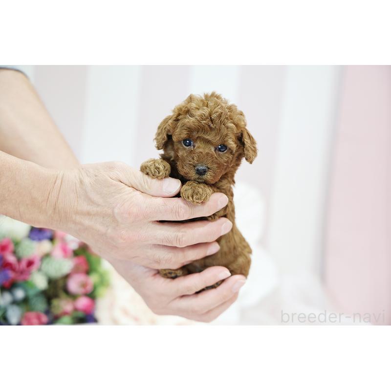 成約済の京都府のトイプードル-430561の11枚目